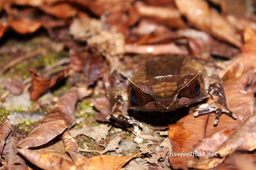 A Bornean Horned Toad. I had to get down on the ground to snap this.