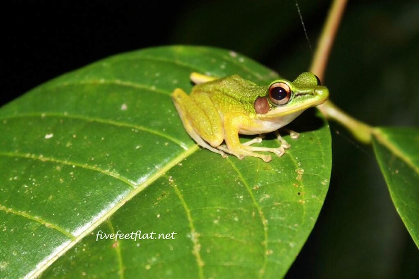 White-Lipped Frog, spotted in Kubah National Park, Sarawak